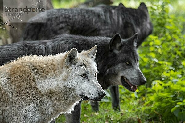 Ein Rudel schwarz-weißer Wölfe aus dem Nordwesten  der Mackenzie-Wolf (Canis lupus occidentalis)  kanadische und alaskische Wölfe  die im Wald jagen