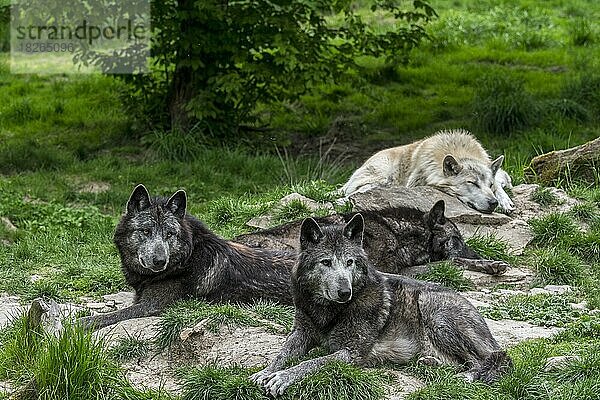 Ein Rudel schwarz-weißer Wölfe aus dem Nordwesten  der Mackenzie-Wolf (Canis lupus occidentalis)  kanadische Wölfe und Wölfe aus Alaska ruhen im Wald