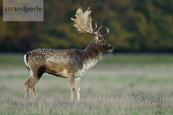 Damhirsch (Dama dama) im Grasland am Waldrand während der Brunft im Herbst