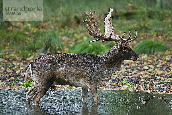 Damhirsch (Dama dama)  der während der Brunft im Herbst im Wasser eines Waldteichs steht