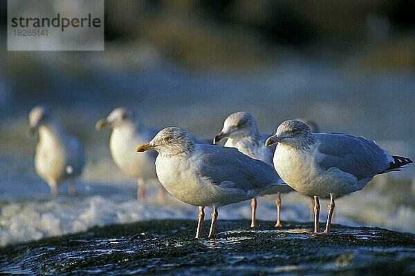 Silbermöwen (Larus argentatus) bei der Rast auf einem Wellenbrecher an der Nordseeküste