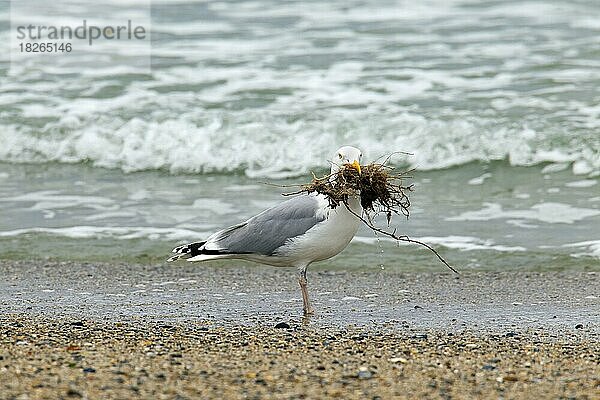 Silbermöwe (Larus argentatus) beim Sammeln von Nistmaterial am Strand für den Nestbau an der Nordseeküste