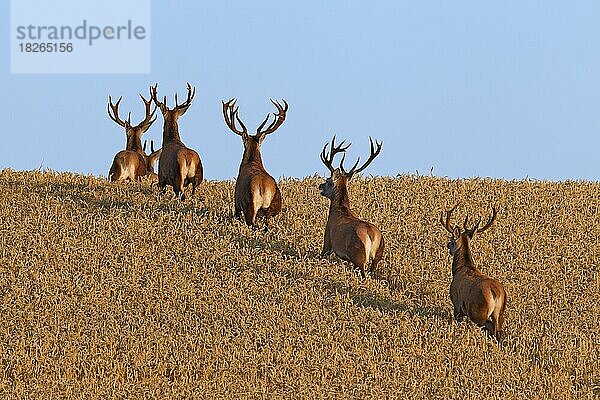 Rotwildherde (Cervus elaphus)  die ein Weizenfeld und ein Maisfeld im Sommer durchquert