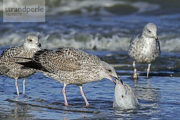 Silbermöwe (Larus argentatus)  Jungtier  pickt an einer toten Scholle (Pleuronectes platessa)  die an den Strand gespült wurde