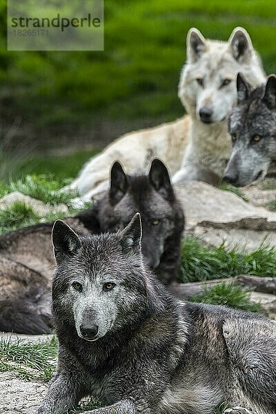 Ein Rudel schwarz-weißer Wölfe aus dem Nordwesten  der Mackenzie-Wolf (Canis lupus occidentalis)  kanadische Wölfe und Wölfe aus Alaska ruhen im Wald