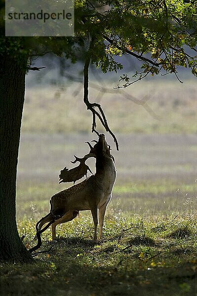 Damhirsch (Dama dama)  der sich während der Brunft im Herbst den Kopf an einem Ast kratzt