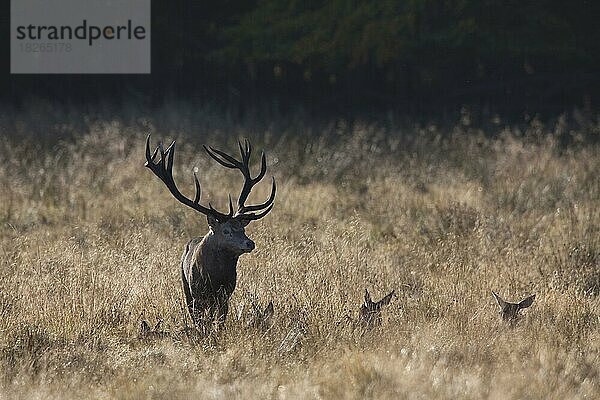 Rothirsch (Cervus elaphus) beim Hüten von Hirschkühen am Waldrand während der Brunft im Herbst