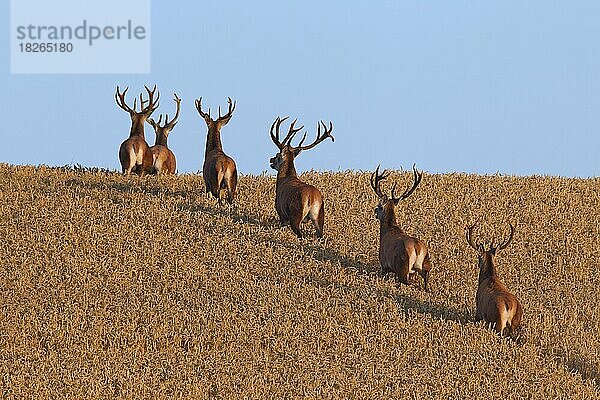 Rotwildherde (Cervus elaphus)  die ein Weizenfeld und ein Maisfeld im Sommer durchquert