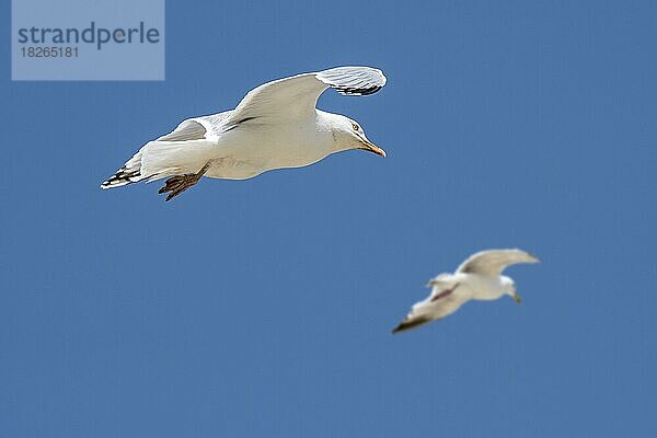 Zwei erwachsene Heringsmöwen (Larus argentatus) im Flug gegen den blauen Himmel