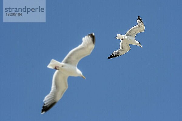 Zwei erwachsene Silbermöwen (Larus argentatus) im Flug gegen den blauen Himmel