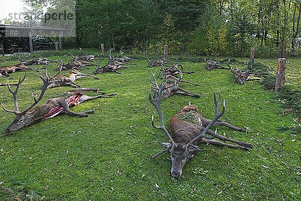 Geschossene Rothirsch (Cervus elaphus)  die von Jägern nach der Jagd während der Jagdsaison im Herbst ausgenommen wurden