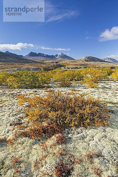 Zwerg-Birke (Betula nana) und Rentierbecherflechte  Moos auf der Tundra im Herbst in Døråldalen  Rondane-Nationalpark  Innlandet  Oppland  Norwegen  Europa