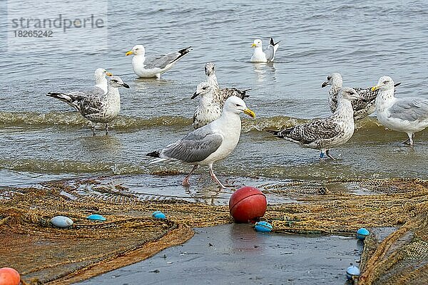 Silbermöwen (Larus argentatus) warten auf den Beifang im Krabbenkutter am Strand der Nordseeküste  Oostduinkerke  Belgien  Europa