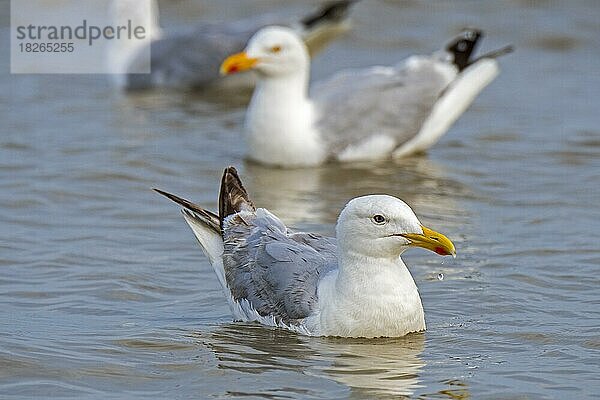 Silbermöwen (Larus argentatus) schwimmen im Sommer an der Nordseeküste