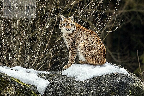 Europäischer Luchs (Lynx lynx) im Winter auf einem Felsen sitzend