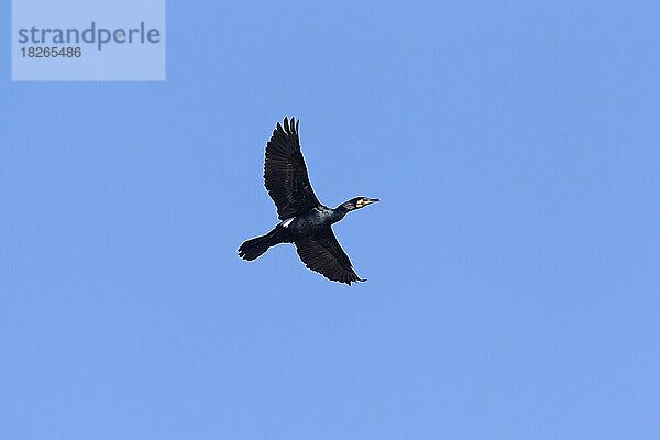 Großer Kormoran (Phalacrocorax carbo)  großer schwarzer Kormoran im Brutgefieder im Flug