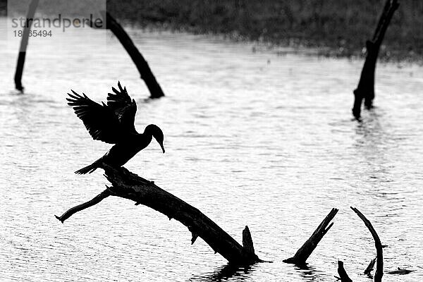 Großer Kormoran (Phalacrocorax carbo) auf einem toten Baumstamm im See sitzend und die Flügel zum Trocknen ausbreitend  Silhouette in der Bucht der Somme  Frankreich  Europa