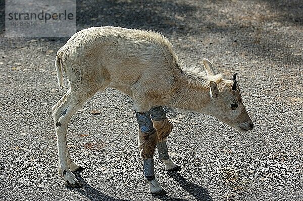Verletztes Addax  Weißantilope  Mendesantilope (Addax nasomaculatus) Kalb mit in Bandagen eingewickelten Vorderbeinen