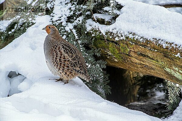 Graues Rebhuhn (Perdix perdix)  Englisches Rebhuhn  weiblich  verlässt den Unterschlupf unter einem Baumstamm im Schnee im Winter bei eiskaltem Wetter