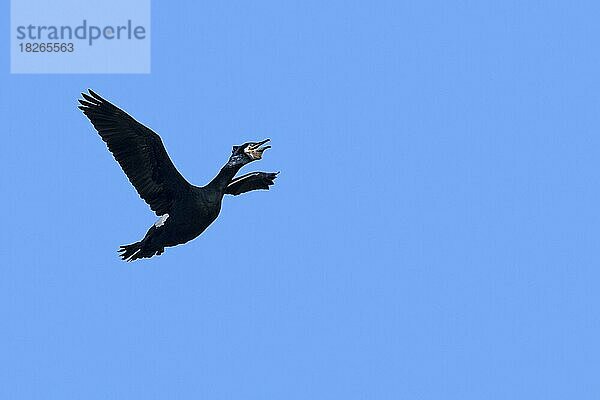 Großer Kormoran (Phalacrocorax carbo)  großer schwarzer Kormoran im Brutkleid  ruft im Flug gegen den blauen Himmel im Spätwinter