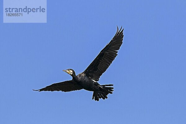 Großer Kormoran (Phalacrocorax carbo)  großer schwarzer Kormoran fliegt im Sommer gegen den blauen Himmel