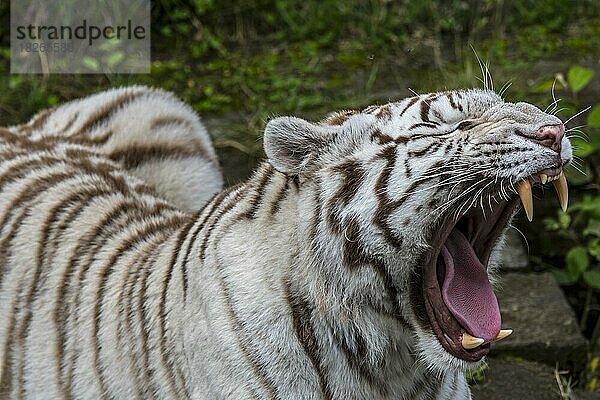 Nahaufnahme des in Indien beheimateten weißen Tiger (Panthera tigris)  der gähnt und seine großen gebogenen Eckzähne zeigt