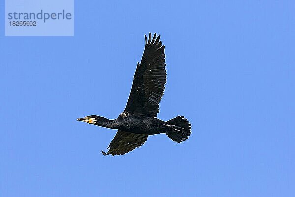 Großer Kormoran (Phalacrocorax carbo)  großer schwarzer Kormoran fliegt im Sommer gegen den blauen Himmel