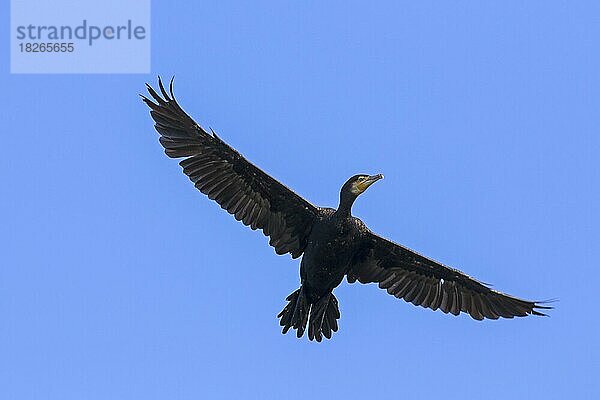 Großer Kormoran (Phalacrocorax carbo)  großer schwarzer Kormoran fliegt im Sommer gegen den blauen Himmel