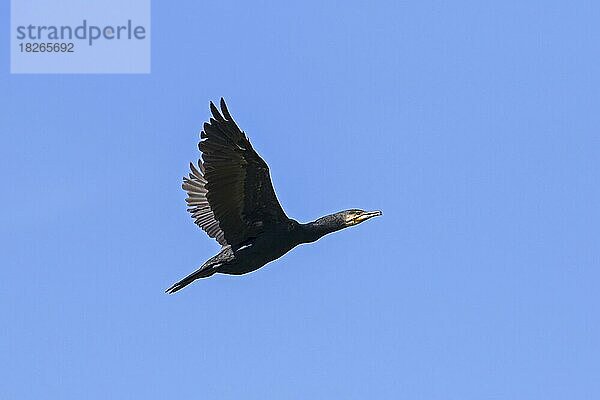 Großer Kormoran (Phalacrocorax carbo)  großer schwarzer Kormoran fliegt im Sommer gegen den blauen Himmel