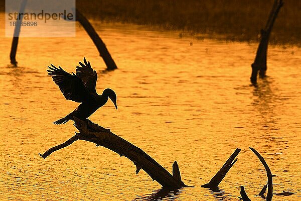 Großer Kormoran (Phalacrocorax carbo) auf einem toten Baumstamm im See sitzend und die Flügel zum Trocknen ausbreitend  Silhouette bei Sonnenuntergang  Bucht der Somme  Frankreich  Europa