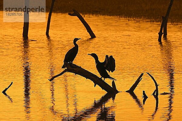 Zwei große Kormorane sitzen auf einem toten Baumstamm in einem See und strecken ihre Flügel zum Trocknen aus  Silhouette bei Sonnenuntergang  Park von Marquenterre  Bucht der Somme  Frankreich  Europa