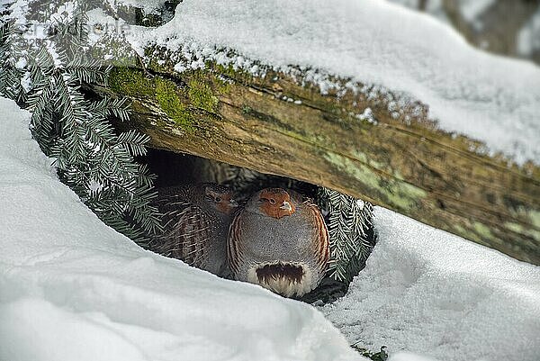 Graue Rebhühner (Perdix perdix)  englische Rebhühner  die im Winter bei eisiger Kälte Schutz unter einem Baumstamm im Schnee suchen