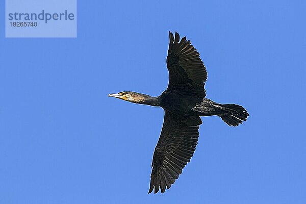 Großer Kormoran (Phalacrocorax carbo)  großer schwarzer Kormoran fliegt im Sommer gegen den blauen Himmel