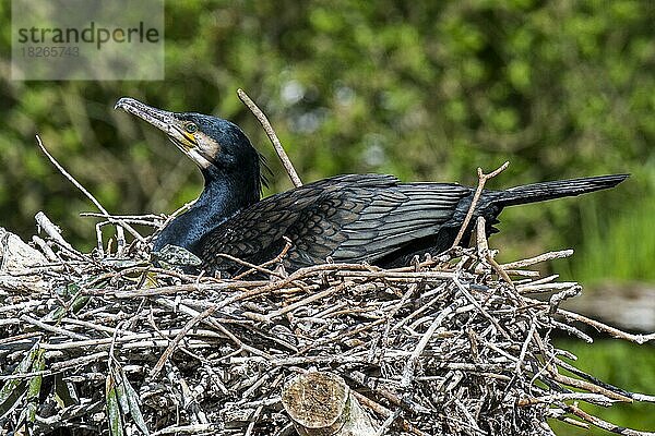 Großer Kormoran (Phalacrocorax carbo)  großer schwarzer Kormoran brütet im Frühjahr auf einem großen Nest aus Ästen