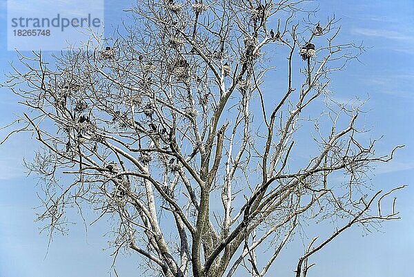 Kolonie von Kormoranen (Phalacrocorax carbo)  die im Frühjahr in einem toten Baum nisten