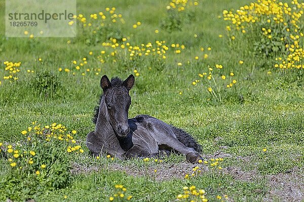 Hauspferd (Equus ferus caballus) (Equus Scandinavicus)  Fohlen auf einer Sommerwiese ruhend  Island  Europa