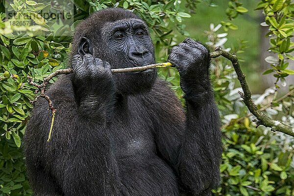 Westlicher Flachlandgorilla (Gorilla gorilla gorilla) frisst Rinde von einem Ast