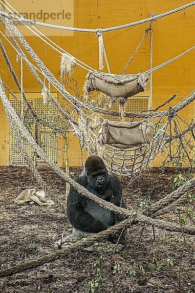 Westlicher Flachlandgorilla (Gorilla gorilla gorilla)  männlicher Silberrücken  sitzend in einem Innengehege im Cabarceno Park  Kantabrien  Spanien  Europa