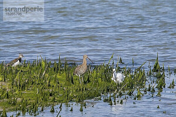 Kiebitz (Vanellus vanellus)  Großer Brachvogel (Numenius arquata)  Großer Brachvogel und Seidenreiher (Egretta garzetta) bei der Nahrungssuche im Salzwasser