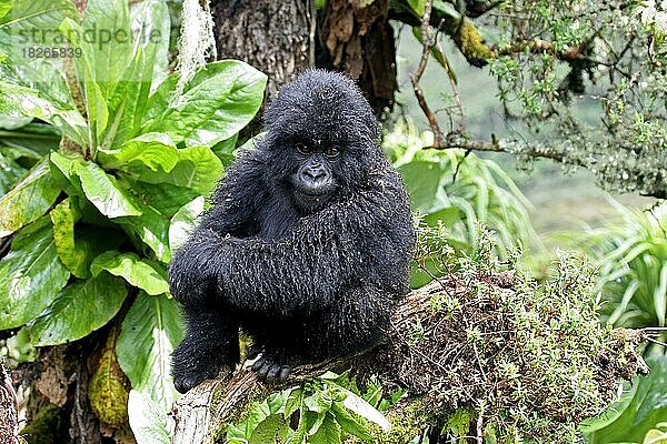 Nahaufnahme eines jungen Berggorillas (Gorilla gorilla beringei)  Mitglied der Susa-Gruppe  Parc National des Volcans  Volcanoes National Park  Ruanda  Zentralafrika  Afrika