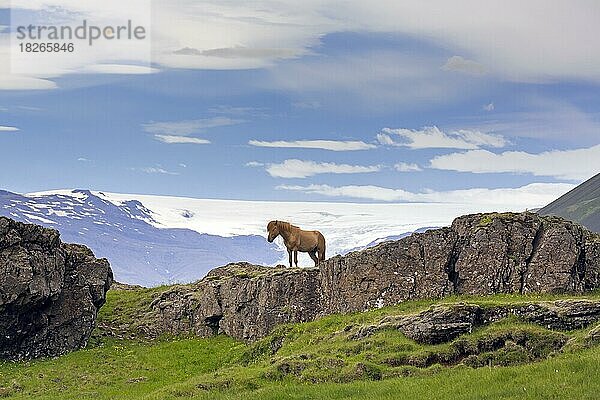 Braunes Hauspferd (Equus ferus caballus) (Equus Scandinavicus) auf einem Felsen im Sommer  Island  Europa