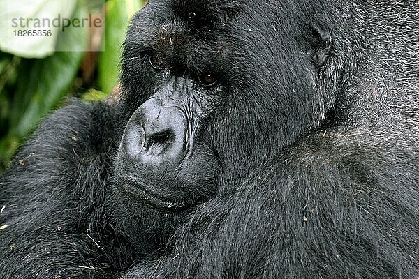 Nahaufnahme eines männlichen Berggorillas (Gorilla gorilla beringei)  Mitglied der Susa-Gruppe  Parc National des Volcans  Volcanoes National Park  Ruanda  Zentralafrika  Afrika