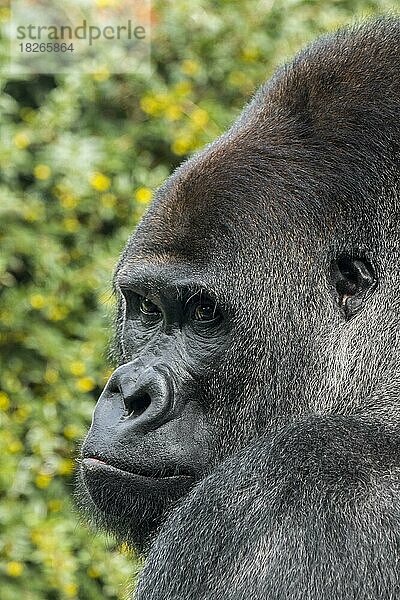 Westlicher Flachlandgorilla (Gorilla gorilla gorilla) männlicher Silberrücken Nahaufnahme Porträt