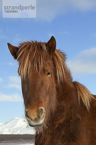 Hauspferd (Equus ferus caballus) (Equus Scandinavicus) in Nahaufnahme im schweren Winterfell auf Island