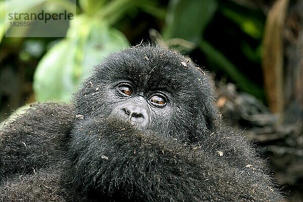 Nahaufnahme eines Berggorillas (Gorilla gorilla beringei)  Mitglied der Susa-Gruppe  Parc National des Volcans  Volcanoes National Park  Ruanda  Zentralafrika  Afrika