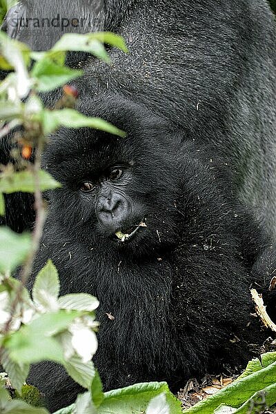 Nahaufnahme eines jugendlichen Berggorillas (Gorilla gorilla beringei)  Mitglied der Susa-Gruppe  Parc National des Volcans  Volcanoes National Park  Ruanda  Zentralafrika  Afrika