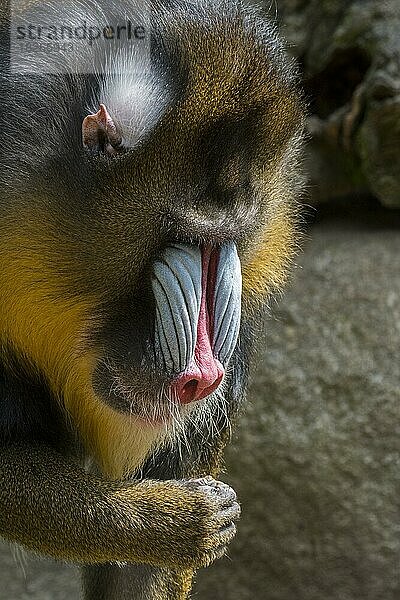 Mandrill (Mandrillus sphinx)  Nahaufnahme eines dominanten Männchens  ein in West-Zentralafrika beheimateter Altwelt-Affe