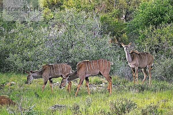 Drei große Kuduweibchen (Tragelaphus strepsiceros) im Mountain-Zebra-Nationalpark  Ostkap  Südafrika