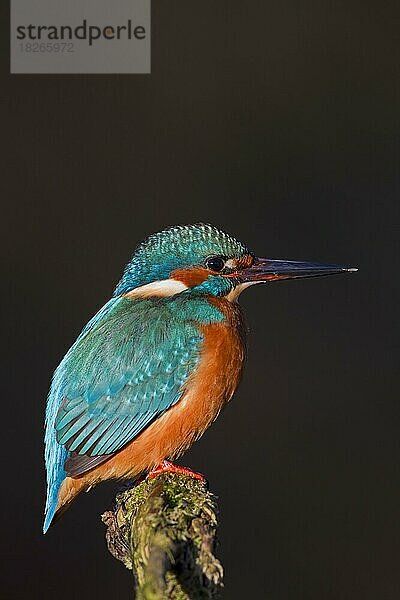 Eisvogel (Alcedo atthis)  Eisvogel auf einem Ast sitzend und auf der Suche nach Fischen im Fluss vor dunklem Hintergrund