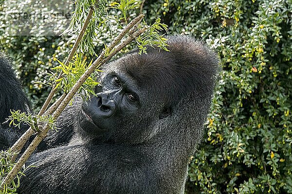 Westlicher Flachlandgorilla (Gorilla gorilla gorilla)  männlicher Silberrücken im Wald
